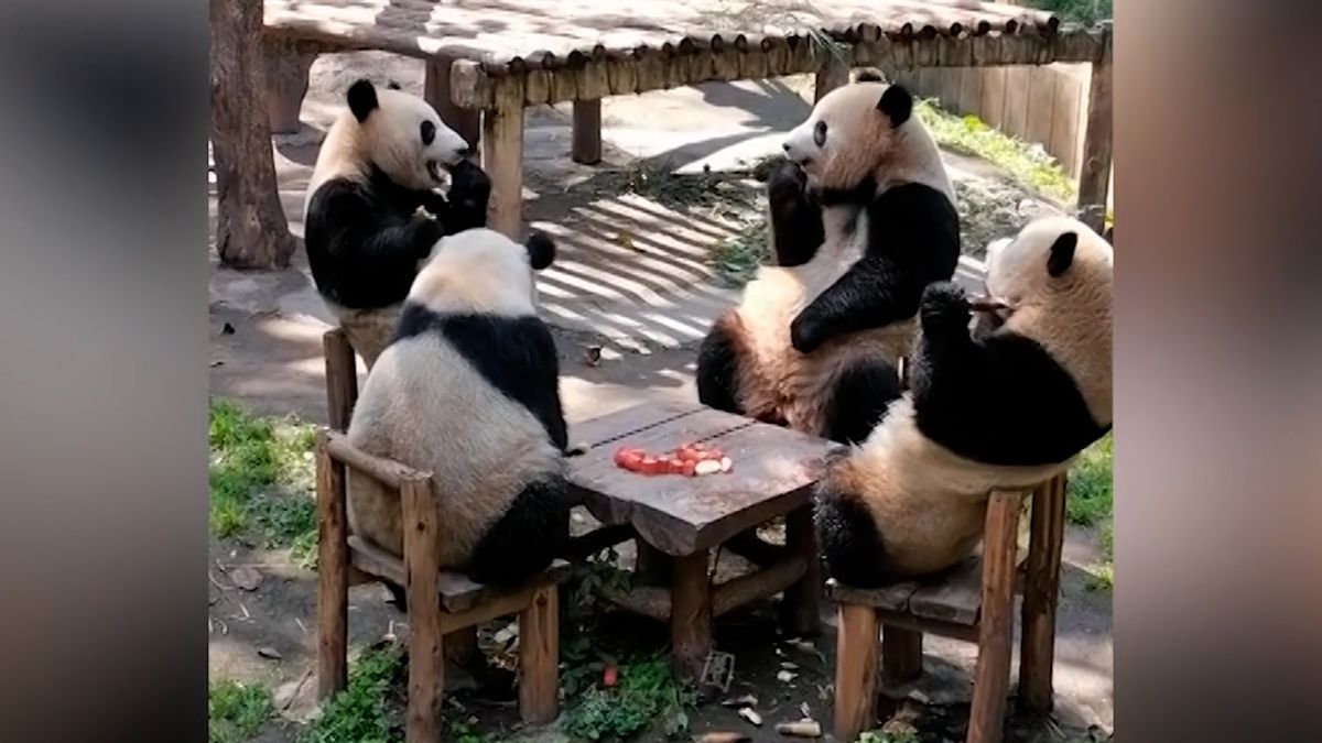 Pandy svačí na židlích u stolu jako lidé